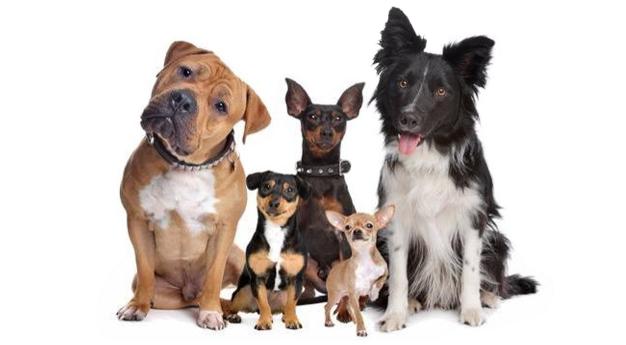 Karthi Pet Care Boarding Centre Kennel Top Pet Shop In 